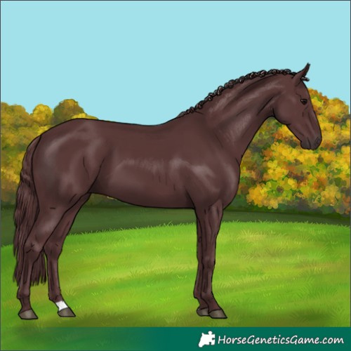 Horse Color:Chocolate Black