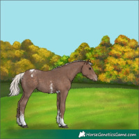 Horse Color:Silver Black Sabino Tobiano Appaloosa