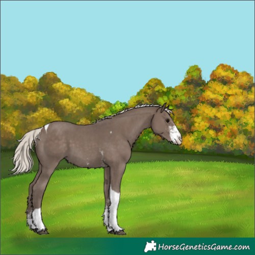 Horse Color:Silver Black Sabino Tobiano Skewed Appaloosa