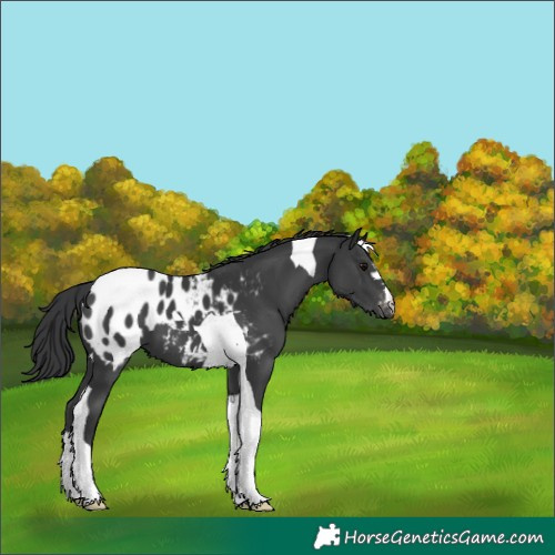 Horse Color:Black Tobiano Blanket