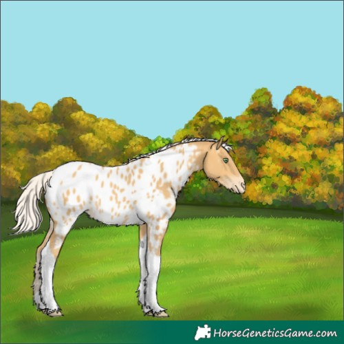 Horse Color:Silver Amber Cream Champagne Tobiano Near Leopard 