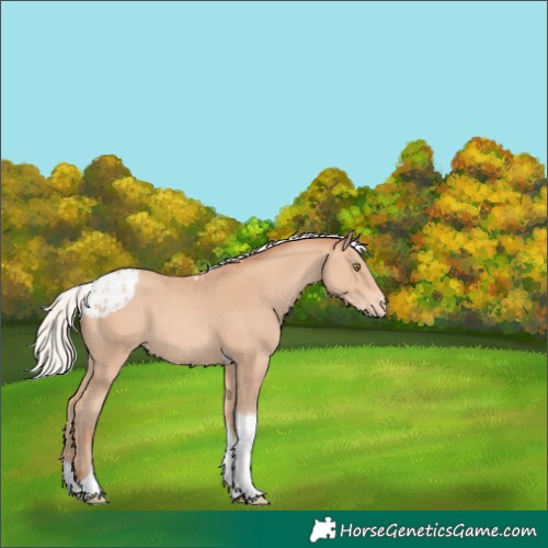 Horse Color:Silver Amber Champagne Tobiano Skewed Appaloosa 