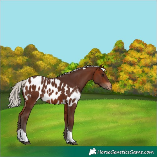 Horse Color:Silver Brown Tobiano Skewed Appaloosa 