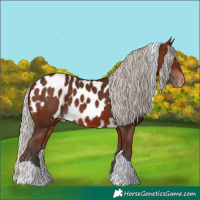 Horse Color:Silver Brown Tobiano Skewed Appaloosa 