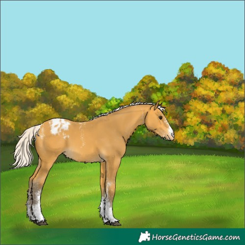 Horse Color:Powder White White Spotted Silver Buckskin Varnish