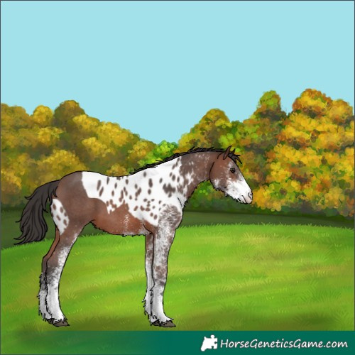 Horse Color:White Spotted Brown Skewed Appaloosa