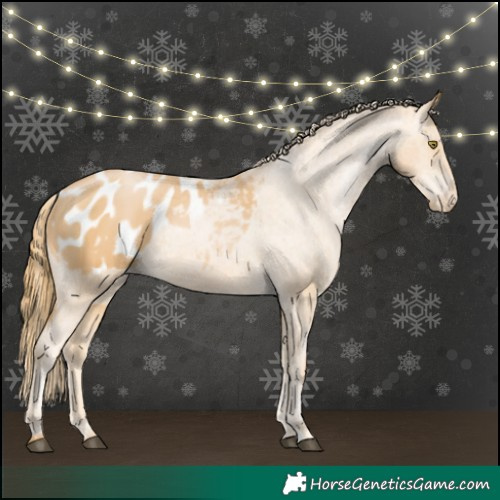 Horse Color:Chestnut Pearl Appaloosa 
