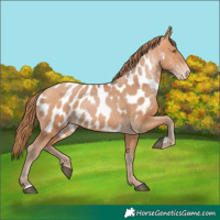 Horse Color:Bay Pearl Near Leopard