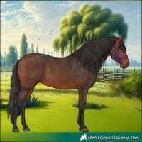 Horse Color:Bay 