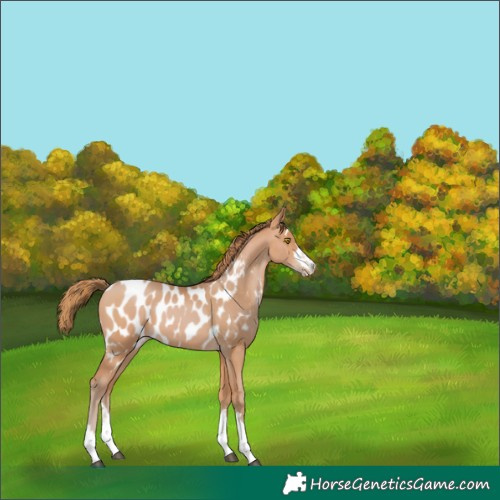 Horse Color:Bay Pearl Near Leopard