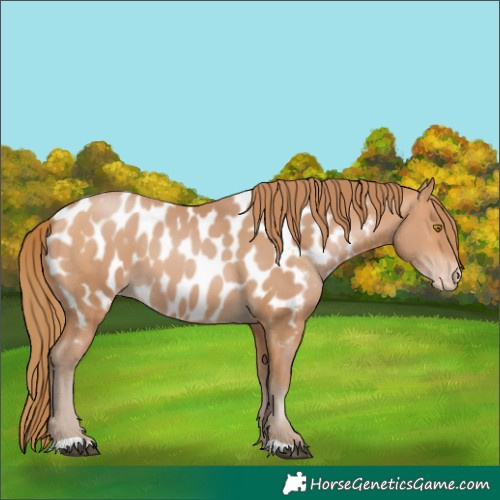 Horse Color:Bay Pearl Appaloosa 