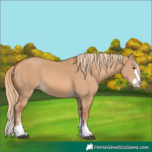 Horse Color:Red Dun Splash