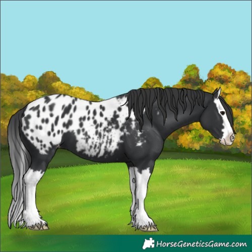 Horse Color:Black Splash Appaloosa 