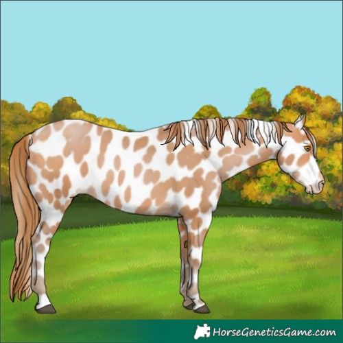 Horse Color:Bay Pearl Appaloosa