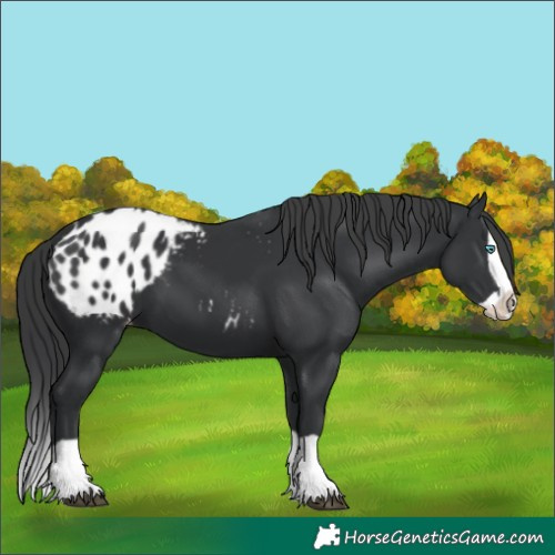 Horse Color:Black Splash Appaloosa 