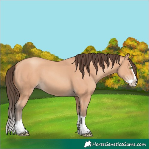 Horse Color:Amber Champagne Splash 