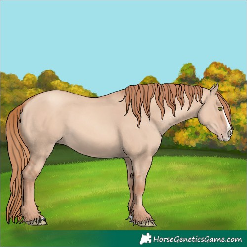 Horse Color:Gold Champagne Dun Splash 