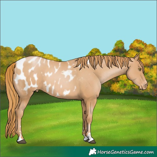 Horse Color:Chestnut Pearl Appaloosa