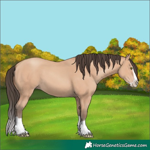 Horse Color:Amber Champagne Splash 