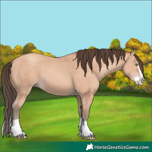 Horse Color:Amber Champagne Splash 