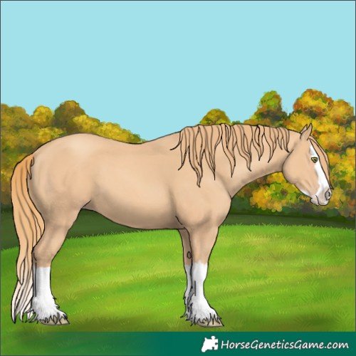 Horse Color:Gold Champagne Splash 