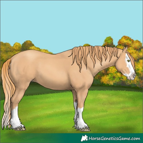 Horse Color:Gold Champagne Splash 
