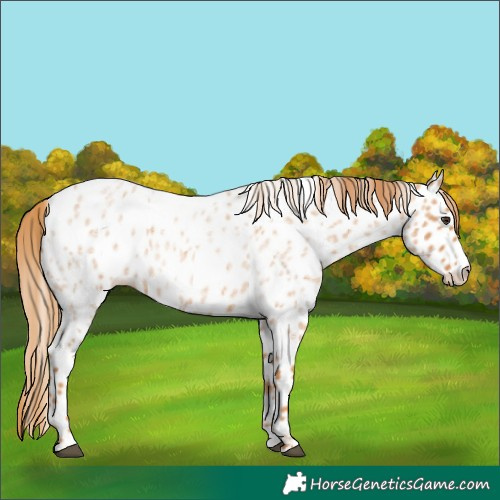 Horse Color:Red Roan Splash Appaloosa 