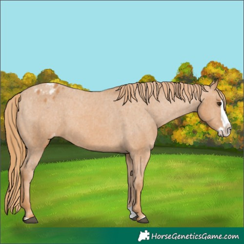 Horse Color:Chestnut Splash Appaloosa 