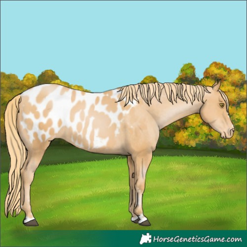 Horse Color:Chestnut Pearl Appaloosa 