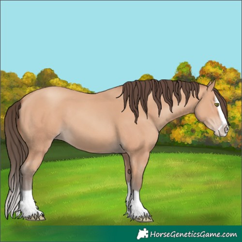 Horse Color:Amber Champagne Splash 