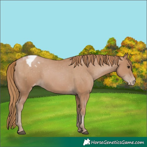 Horse Color:Black Pearl Appaloosa