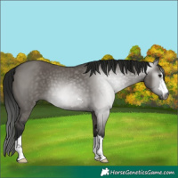 Horse Color:Gray Grullo