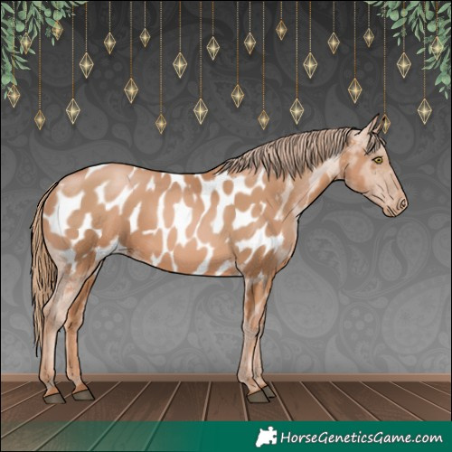 Horse Color:Chestnut Pearl Appaloosa 