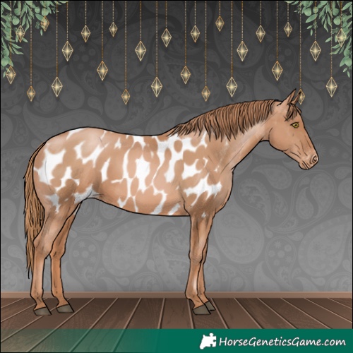 Horse Color:Chestnut Pearl Appaloosa 
