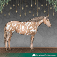Horse Color:Chestnut Pearl Appaloosa