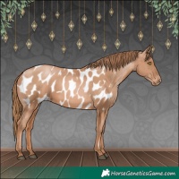 Horse Color:Chestnut Pearl Appaloosa