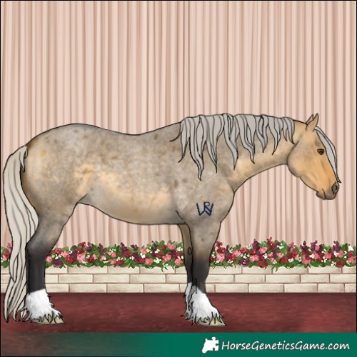 Horse Color:Silver Buckskin Roan Dun 
