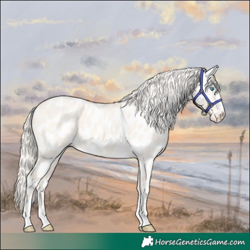 Horse Color:Cremello Dun Appaloosa 