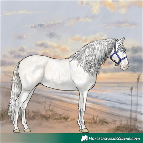 Horse Color:Cremello Dun Appaloosa 