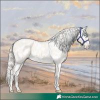 Horse Color:Cremello Dun Appaloosa