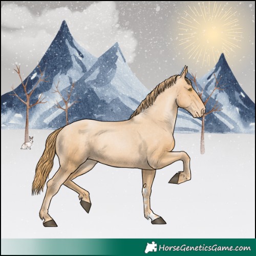 Horse Color:Chestnut Pearl Appaloosa 