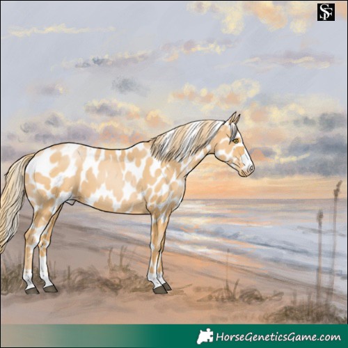 Horse Color:Chestnut Pearl Skewed Appaloosa