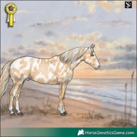Horse Color:Chestnut Pearl Skewed Appaloosa 