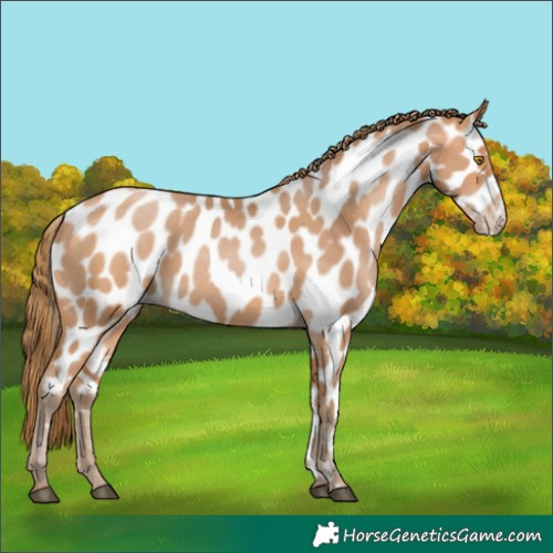 Horse Color:Bay Pearl Appaloosa 