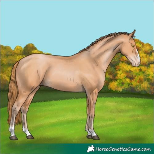 Horse Color:Bay Pearl Appaloosa 