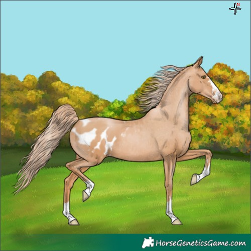 Horse Color:Chestnut Pearl Appaloosa 