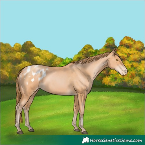 Horse Color:Bay Pearl Appaloosa 