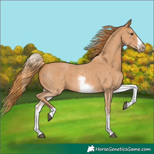 Horse Color:White Spotted Chestnut Sabino Frame