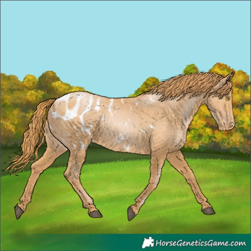 Horse Color:Chestnut Pearl Appaloosa 