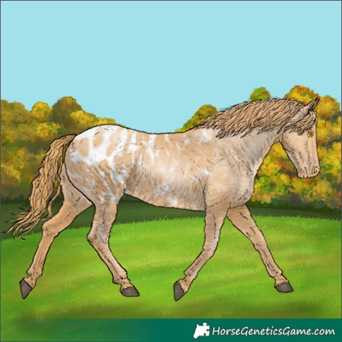 Horse Color:Chestnut Pearl Blanket 